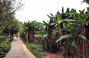 KUNMING - Parc Daguan - 63